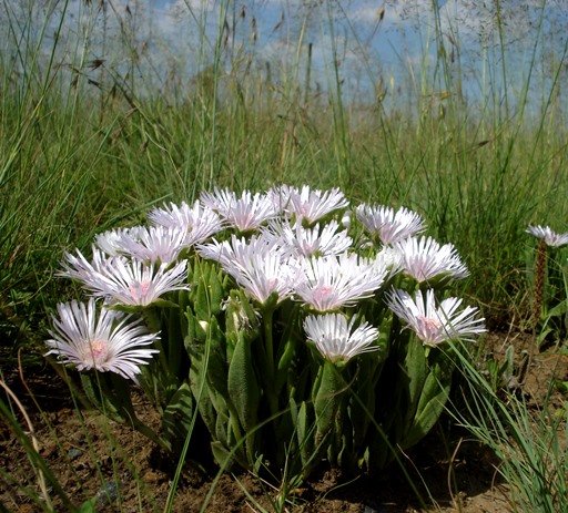Delosperma ashtonii in meerkat style